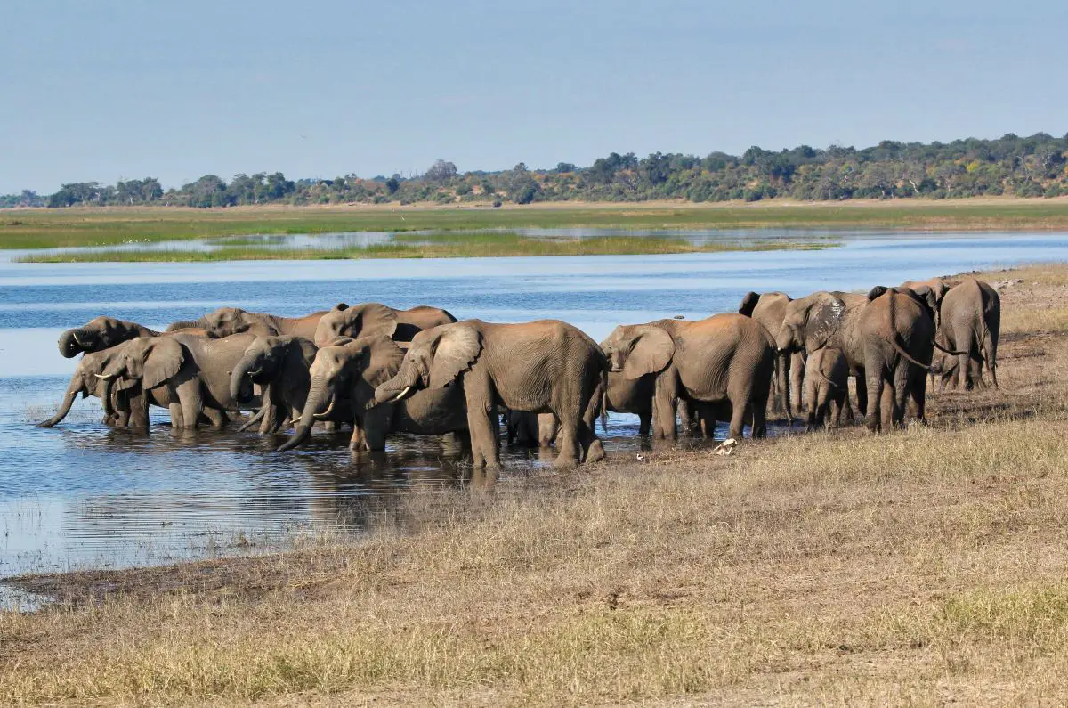 Steppenlandschaft in Botswana