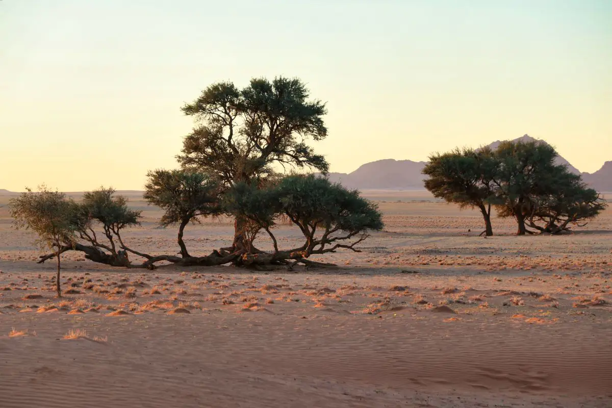 Bäume in der Wüste in Namibia