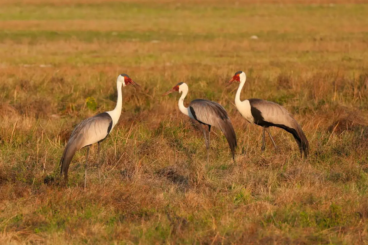 3 Vögel in der Steppe